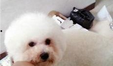 大狗最新爆料视频大全,揭秘热点事件背后的真相